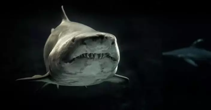 晨泳突失蹤 澳64歲婦遭4米巨鯊「生吞」！同伴嚇壞：沒聽到一點聲
