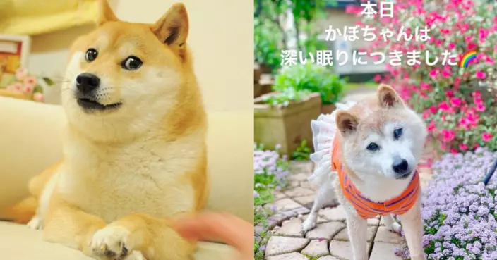 柴犬界大明星Doge離世享年18歲！飼主：前晚還好好的