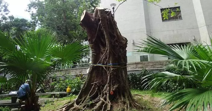 遭「山竹」摧毁後搶救6年無效 律政中心大葉榕古樹將移除