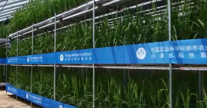 新疆沙漠溫室首次成功培育「速生稻」 播種60天即可收成
