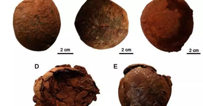 山東發現罕見全新「恐龍蛋種」 「變形蛋」或為白堊紀晚期鴨嘴龍蛋
