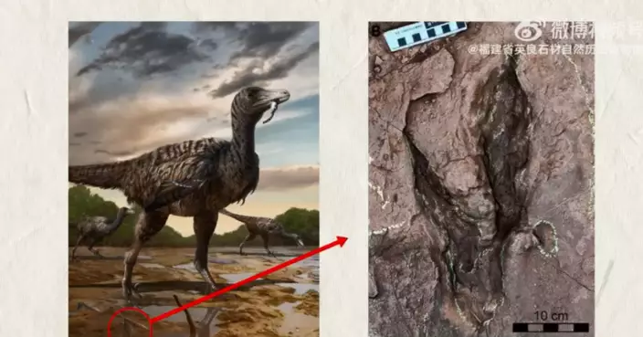 福建發現恐爪龍類足跡或為全球最大 造跡者體長至少5米