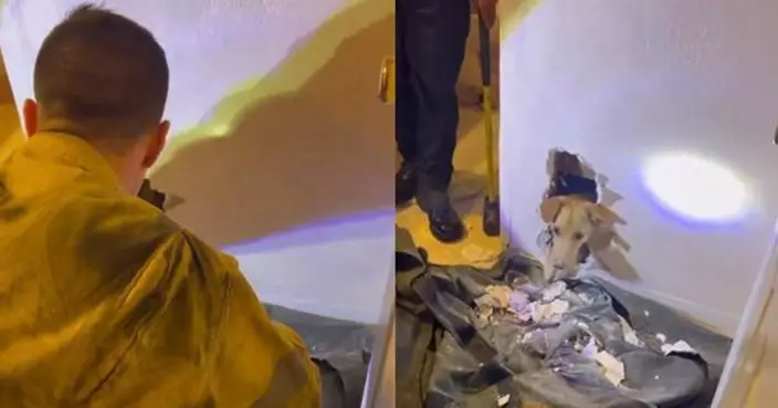 加州百厭狗被困浴缸底 消防花兩小時終破牆營救