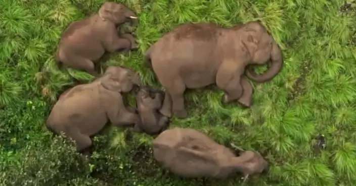 「大象家庭」午睡影片曝光 幸福象BB獲最高規格保護