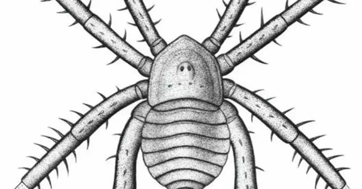 美國現3.08億年化石 「神秘蛛」擁粗壯多刺腳顛覆生物學認知