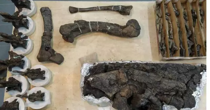 巴塔哥尼亞驚現7000萬年前恐龍化石 前肢短小真身竟是牠
