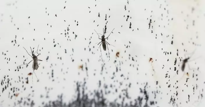 唔驚蚊怕水！恐外來蚊種帶來瘧疾 非洲吉布提引進改造蚊改變基因