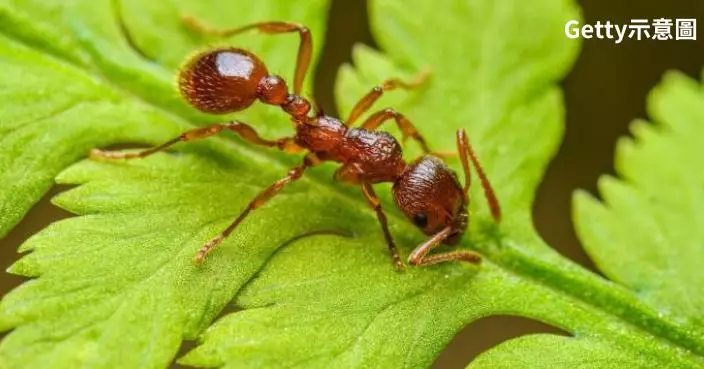 研究揭示控制入侵物種新策略  咖啡因或能提高螞蟻導航效率