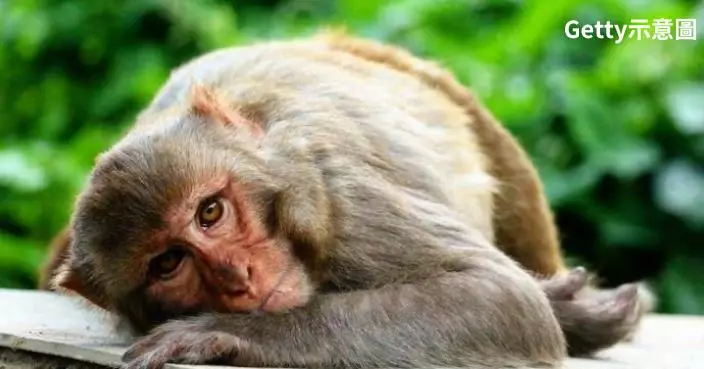 創南韓異種移植最久紀錄！猴子接受「迷你豬心臟」存活逾100天
