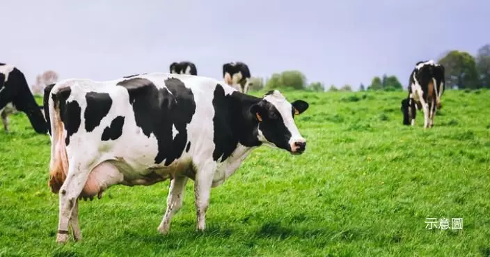 全球首徵牲畜碳排稅！丹麥每頭牛每年需繳100美元稅  2030年起實施