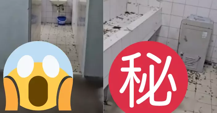 台男大宿舍遭飛蟻「集體攻佔」 走廊浴室蟲群飛舞 畫面超驚悚