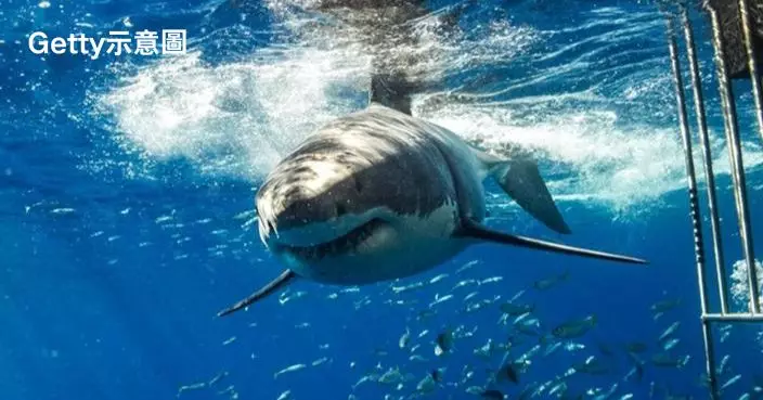 南非大白鯊吞食海豚遭另一「海洋霸主」攻擊「開膛取肝」曝屍沙灘