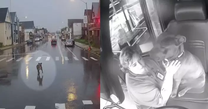 雨天開門讓走失犬登車 美國女巴士司機安撫牠等待救援 暖心之舉獲讚