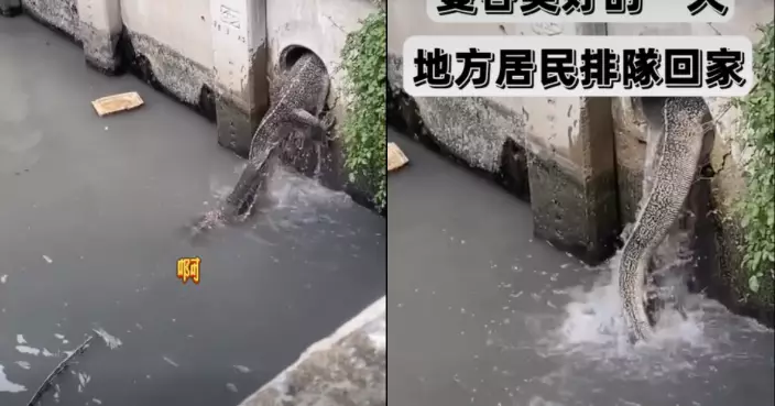 曼谷河道驚現「迷你哥斯拉」2澤巨蜥排隊鑽水管嚇親網民