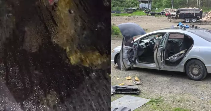 黑熊破壞私家車被「流放」200公里外 1年後再現身同一車犯案