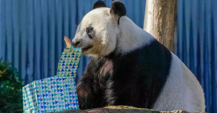 李強宣布中方將向澳洲提供另一對大熊貓