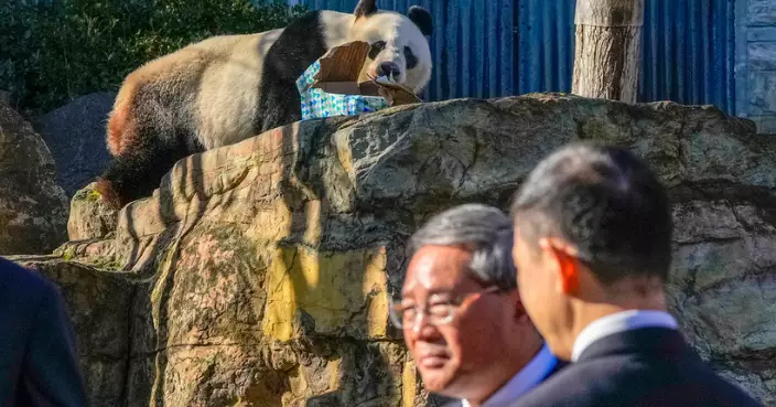 李強稱中方願同澳洲延續大熊貓保護合作研究