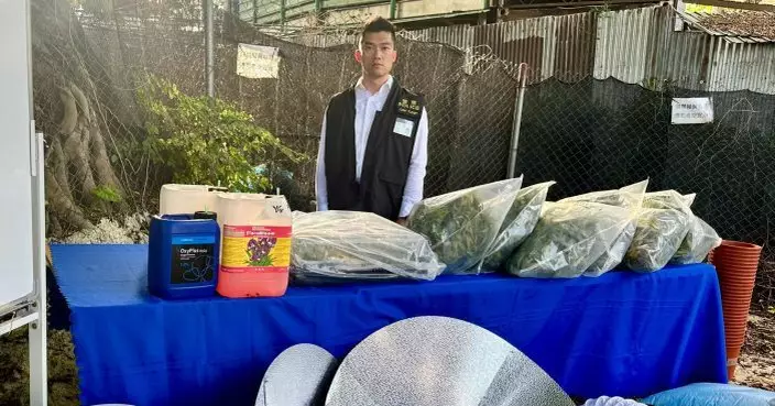 販毒集團將元朗村屋改造為大麻種植場 警拘37歲男檢值3900萬貨