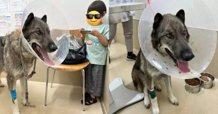 傲嬌狼犬不適入院3天因1舉動被通知提早出院 飼主哭笑不得