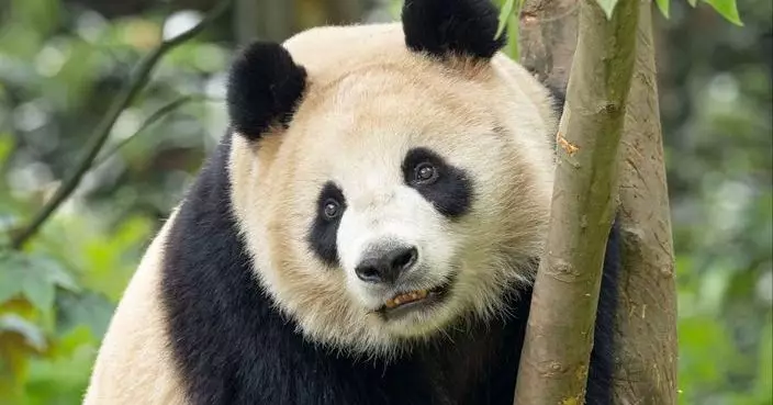 大熊貓雲川和鑫寶啟程赴美 將入住加州聖迭戈動物園