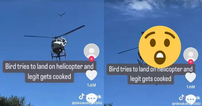 飛禽空中對決直升機 遭螺旋槳猛擊分屍「自尋死路」原因曝光