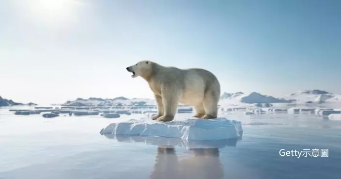 最新研究：地球若升溫攝氏2度 加拿大哈德遜灣北極熊恐於本世紀中期滅絕