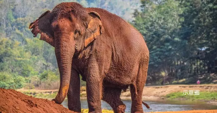 美國64歲女遊客贊比亞旅遊遇象群攻擊   被拖出車外「大象巨腳活活踩死」
