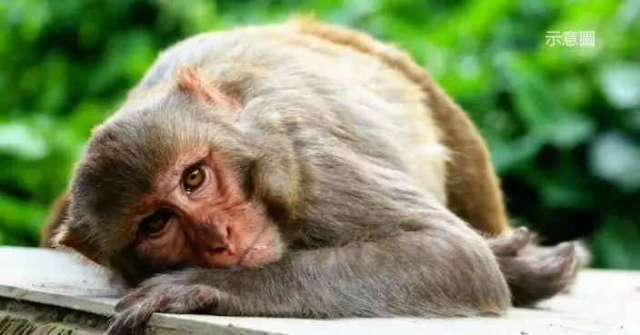 印度逾40度高溫難以抵受 32隻野生猴跳落井喝水不幸淹死