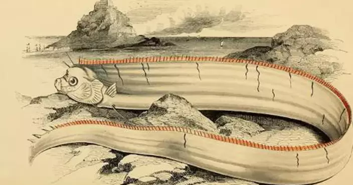 越南驚現4.5米「超大地震魚」！重達數十公斤 民眾爭相圍觀