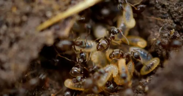 滅白蟻新思路！美科學家發現天然香氣誘餌  吸引白蟻聞香而死