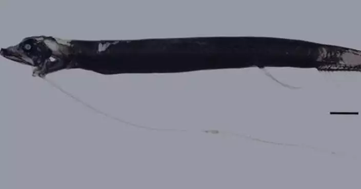 新西蘭現神秘「龍魚」新物種  長達22釐米 通體黑色點綴「發光體」