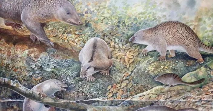 澳洲發現3種全新「卵生哺乳動物化石」！疑似鴨嘴獸祖先