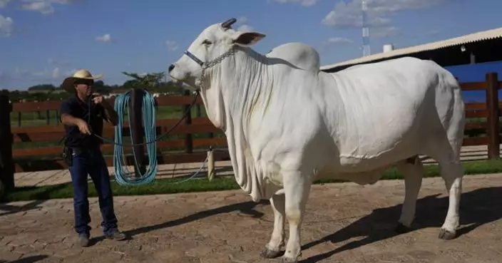 巴西「奇」牛3125萬成交  創世界紀錄養殖母牛秘訣曝光