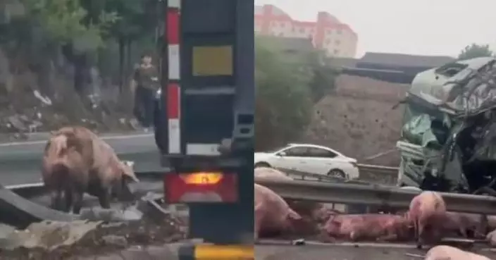 載豬車高速上自撞側翻　遍地「豬屍」…目擊者：剩沒幾隻活著