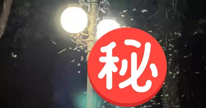 有片！上海夜空現「白蟻大軍」 網友：密集恐懼症又發作