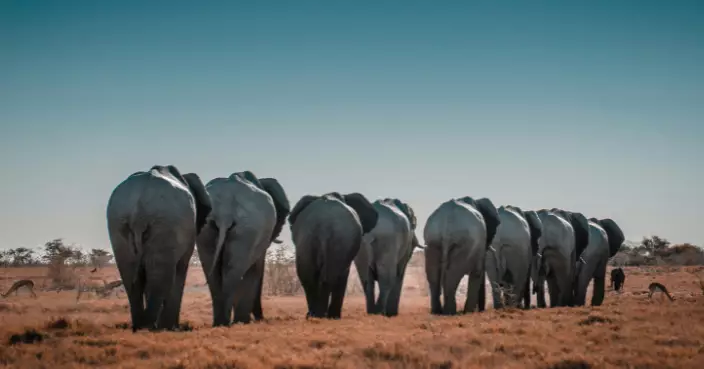 最新研究：大象會用名字稱呼彼此 對特定叫聲熱情回應