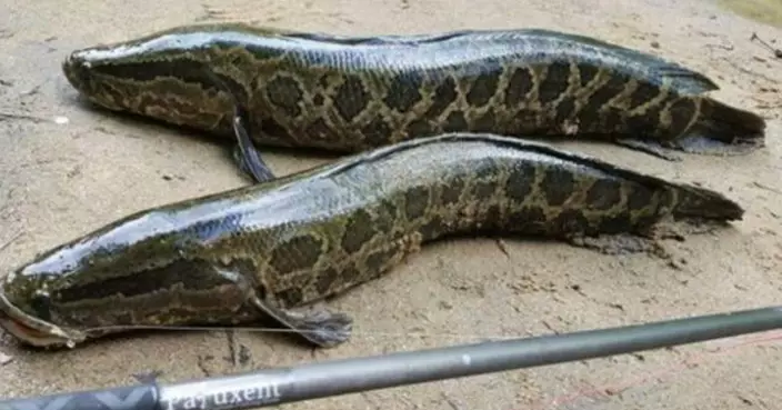 亞洲「蛇頭魚」入侵美國  沒水能活數天恐危本土物種  官方下格殺令斬草除根