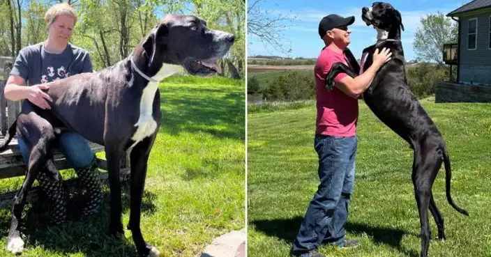 「世界上最高狗狗」突病逝  剛獲健力士世界紀錄認證