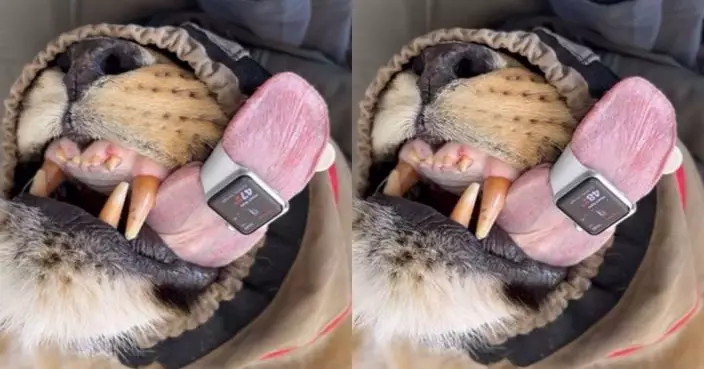科技保護野生動物  Apple Watch 綁獅子舌頭能測心率
