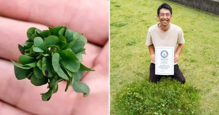 悉心栽種12年 日男成功種出63片葉「三葉草」破世界紀錄