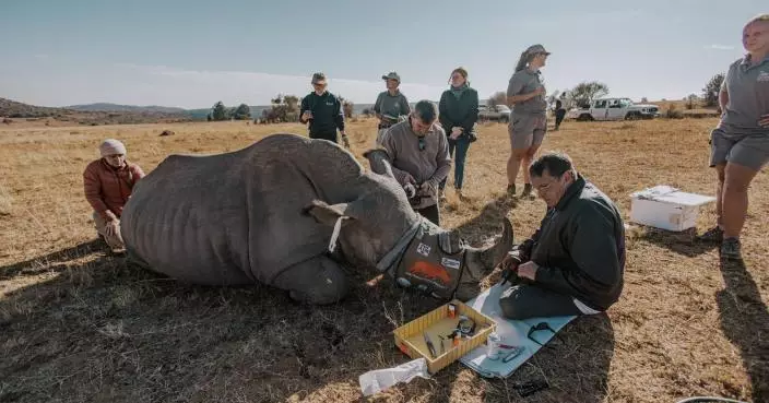 南非科學家出奇招！放射性物質注入活犀牛角防被偷獵