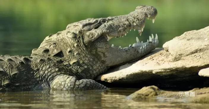 墨西哥爆另類「鱷魚患」！颱風侵襲  逾200條鱷魚湧入市區