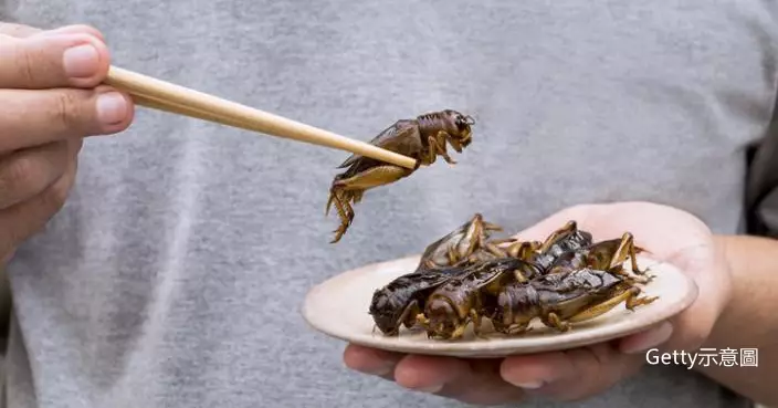 蠶蛹蟋蟀壽司將登場！新加坡准16種昆蟲供食用惟需符合1條件