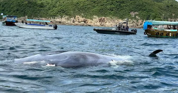 漁護署公布去年闖西貢布氏鯨死因 遭船隻螺旋槳擊中即時死亡