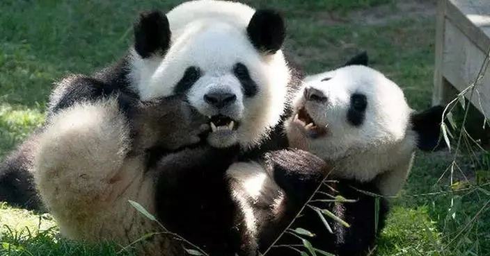 李家超：已要求文體旅局盡快赴四川 商討一對大熊貓來港安排