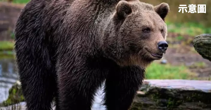 羅馬尼亞19歲女子遭熊襲擊致死！當局火速批准：撲殺500頭棕熊