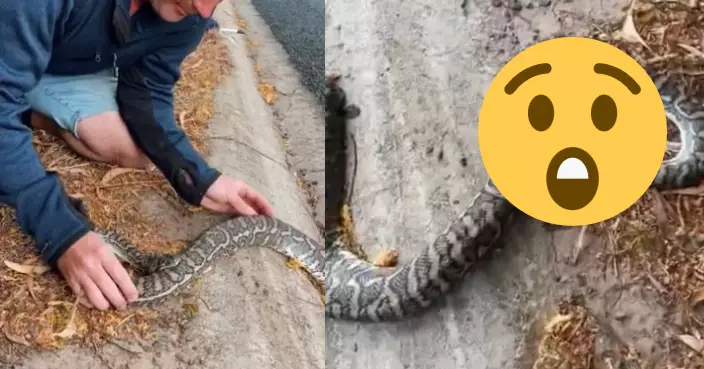 蟒蛇被車撞後自咬身體詭異慘死 澳專家揭背後原因……