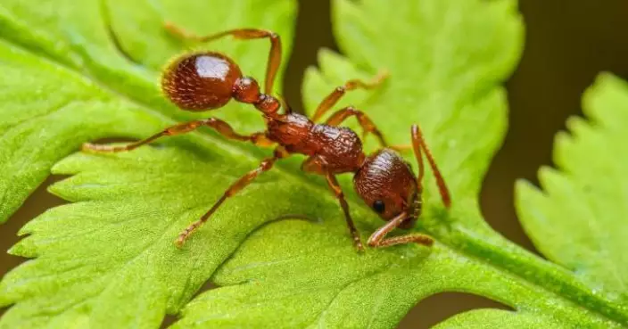 蟻界外科醫生？研究揭一種螞蟻會為受傷同伴「截肢保命」