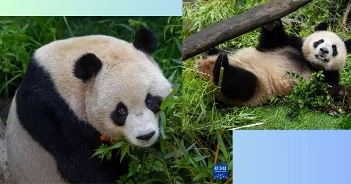 赴美大熊貓雲川和鑫寶適應良好 聖迭戈動物園發布首張新家圖片