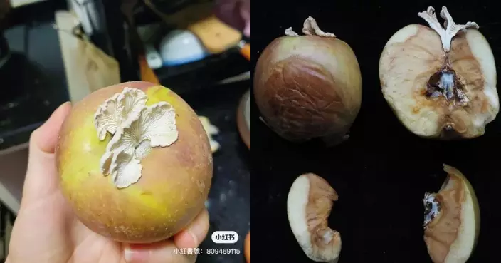 爛蘋果長出「白色菇」 專家千里求購做研究：太罕見！